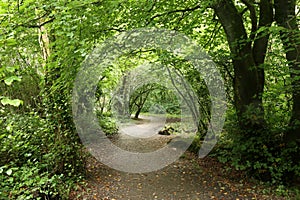 Woodland Path