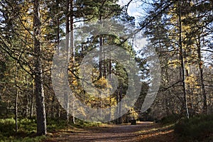 Woodland path at Anagach woods in Grantown on Spey