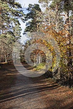 Woodland path at Anagach woods in Grantown on Spey