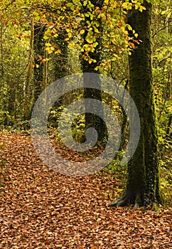 Woodland Path in Autumn