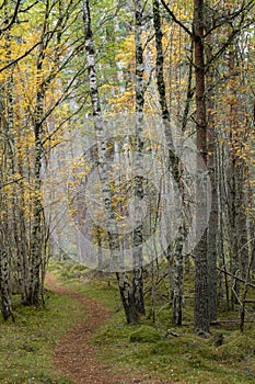 Woodland path in Birch forest at Abernethy in the Highlands of Scotland