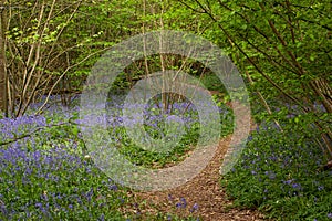 Woodland path through bluebells