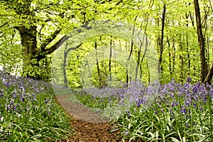Woodland path with bluebells