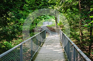 Woodland Path - The Clark - Williamstown, MA