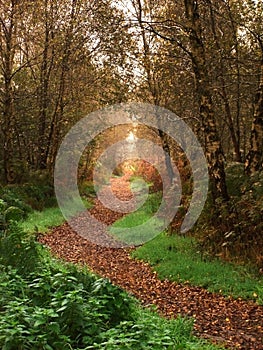 Woodland Path in the Fall