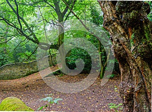 Woodland Path on Foggy Morning