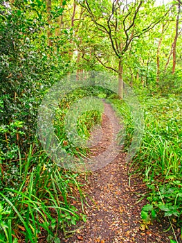 Woodland path leading through green trees and undergrowth portrait view.