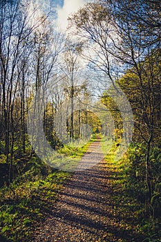 Woodland path on a sunny day in autumn