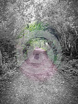 Woodland path though a ancient  thoroughfare Devon uk photo