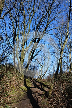 Woodland path through trees in spring, Pilling