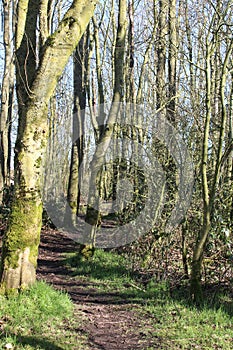 Woodland path through trees in spring, Pilling