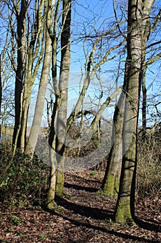 Woodland path through trees in spring, Pilling