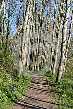 Woodland path through trees on sunny spring day