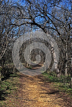 Woodland Path in Winter