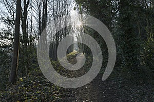 Woodland Paths, Beaumont Park, Huddersfield