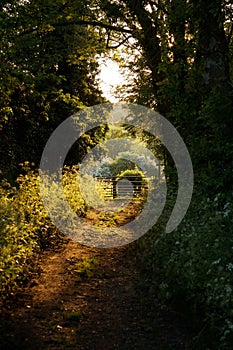 Woodland Pathway