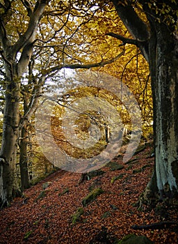 Woodland pathway in October