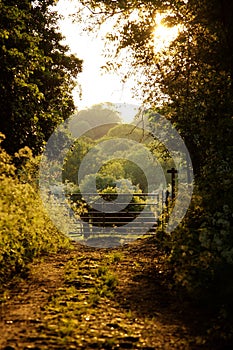 Woodland Pathways photo