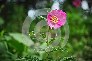 Woodland Peony flower