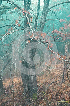 Woodland photography a couple of oak tree intertwined trunks