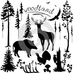 Woodland plants and animals set