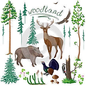 Woodland Plants and Animals Set photo