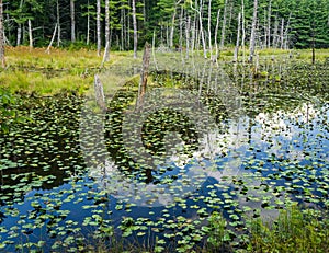 Woodland Pond with Lilies and Dead Trees