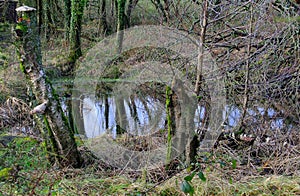 Woodland pool, in cold winter.