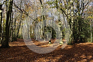 Woodland Ride in Autumn with Beech Trees