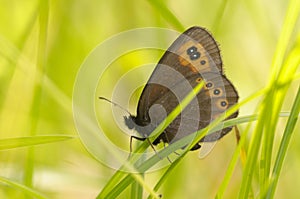 Woodland Ringlet