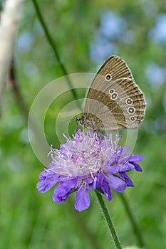 Woodland Ringlet butterfly on a widow flower