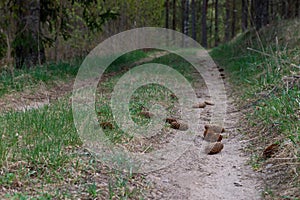 Woodland. The road goes deep into the forest. Cones on the road