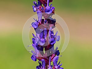 Woodland sage or Balkan clary, Salvia nemorosa