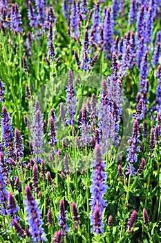 Woodland sage flowers, or Salvia nemorosa, in a garden