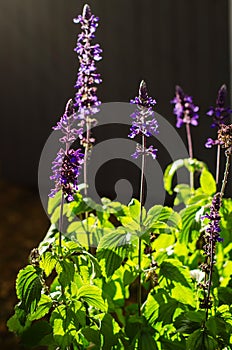 Woodland sage (salvia nemorosa)