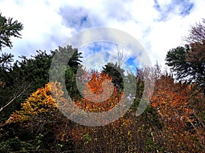 Woodland on scarp in ravine in autumn scenery