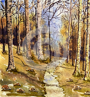 Woodland Scene