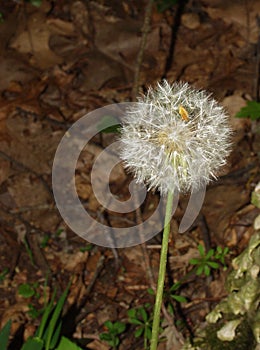 Woodland Scene of a Dandelion Gone to Seeds