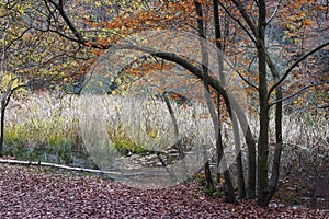 A woodland scene with reeds in the background, Burnham Beeches, Buckinghamshire, UK