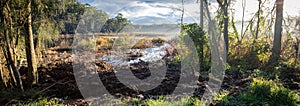 Woodland scene from Salt Pan Creek, in the south of Sydney, Australia