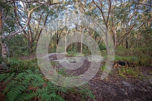 Woodland scene from Salt Pan Creek, in the south of Sydney, Australia