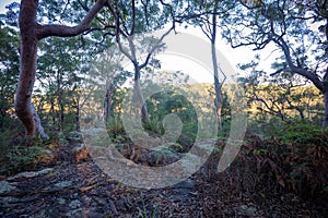 Woodland scene from Salt Pan Creek, in the south of Sydney, Australia