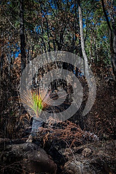 Woodland scene from Salt Pan Creek, in the south of Sydney, Australia