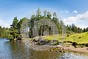 Woodland scene Tarn Hows Lake District National Park England uk on a beautiful sunny summer day