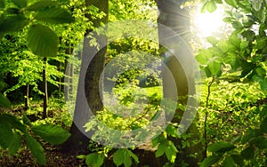 Woodland scenery with the sun behind lush green trees