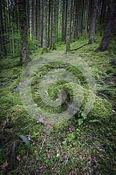 Woodland in Scottish Highlands