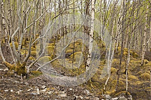 Woodland of silver birch trees with a mossy forest floor