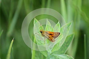 Woodland skipper butterfly on swamp milkweed closeup view