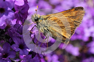 Woodland Skipper on Purple Heliotrope