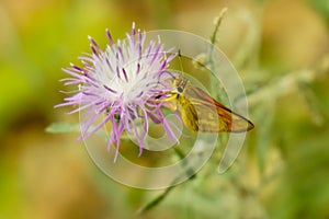 Woodland Skipper on a Spear Thistle